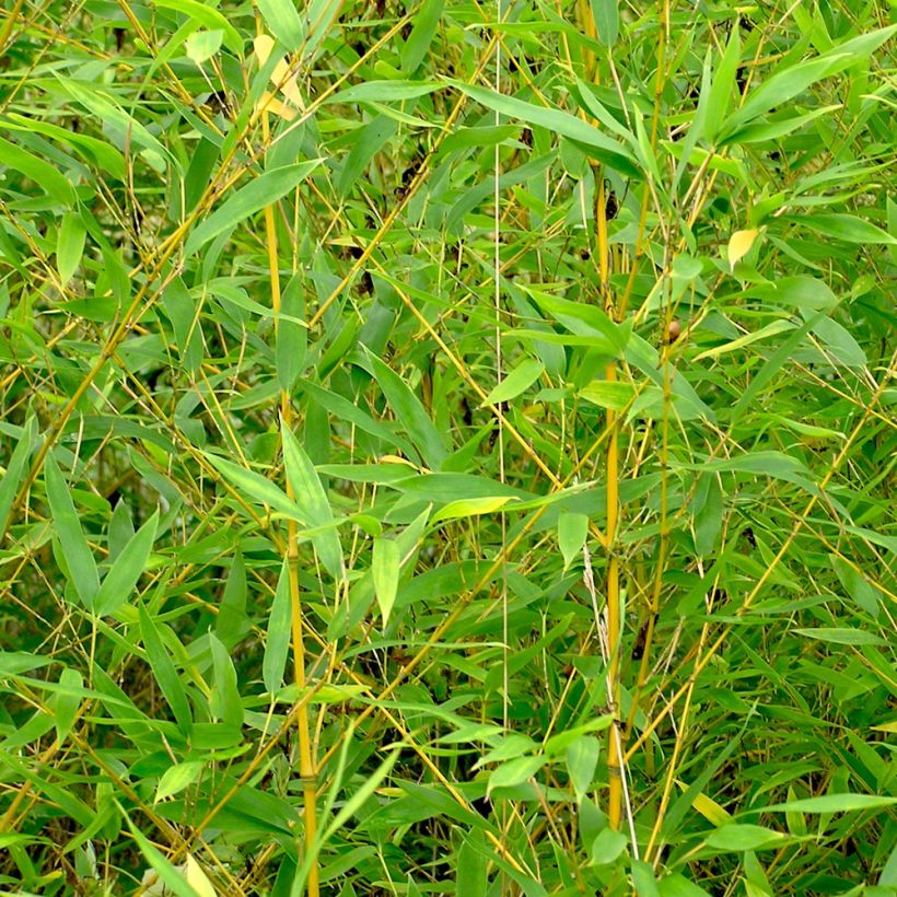 Bambou doré - Phyllostachys aurea (Foliage)