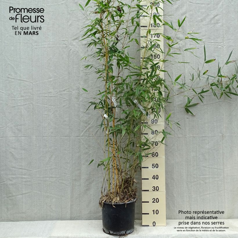 Example of Phyllostachys aurea Holochrysa - Bambou doré Pot de 12L/15L as you get in printemps