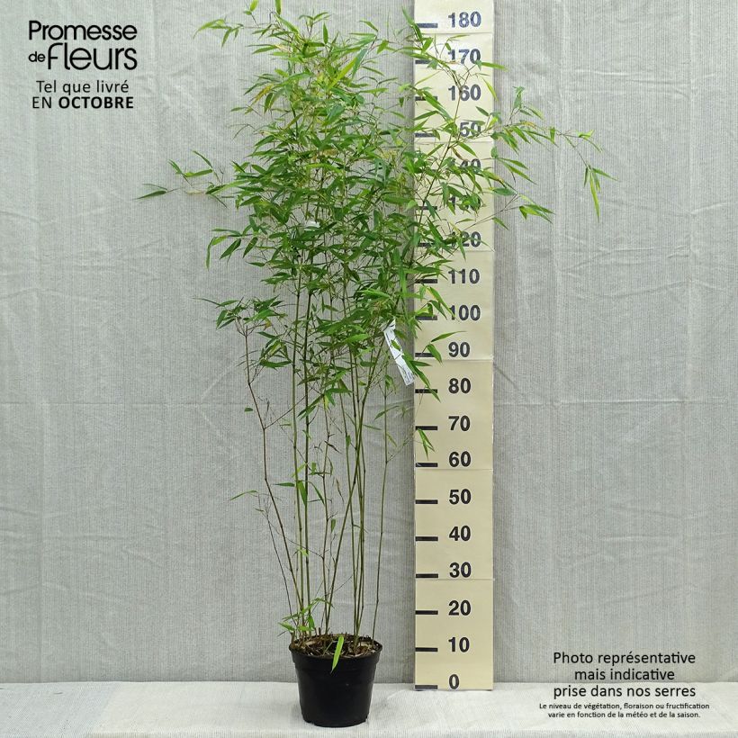 Spécimen de Phyllostachys aureosulcata Alata - Bambou moyen Pot de 4L/5L tel que livré en automne