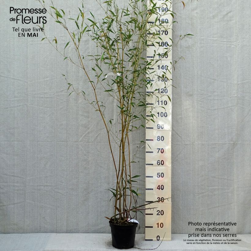 Spécimen de Phyllostachys aureosulcata Alata - Bambou moyen Pot de 4L/5L tel que livré au printemps