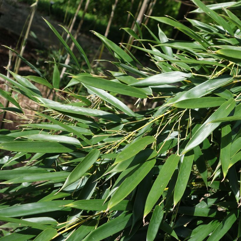 Phyllostachys aureosulcata - Bambou moyen (Foliage)