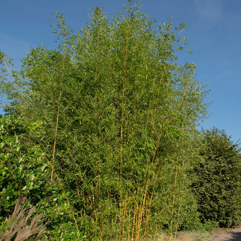 Phyllostachys aureosulcata Spectabilis - Bambou moyen (Plant habit)