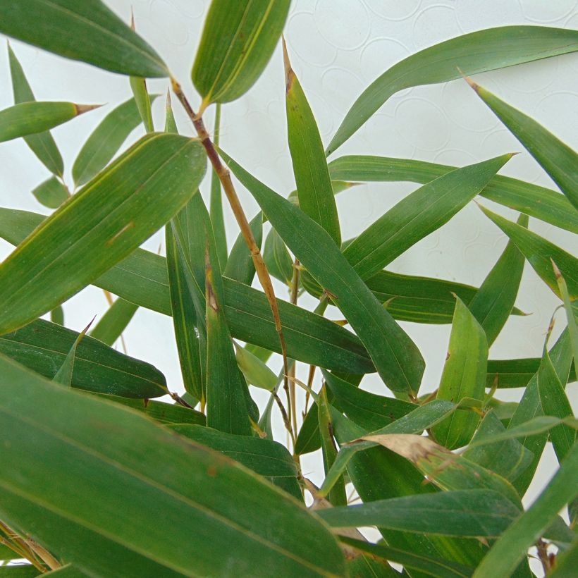 Phyllostachys aureosulcata Spectabilis - Bambou moyen (Foliage)