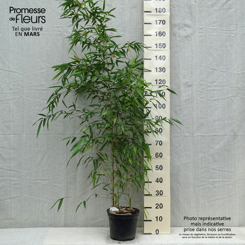 Example of Phyllostachys aureosulcata Spectabilis - Bambou moyen Pot de 4L/5L as you get in printemps