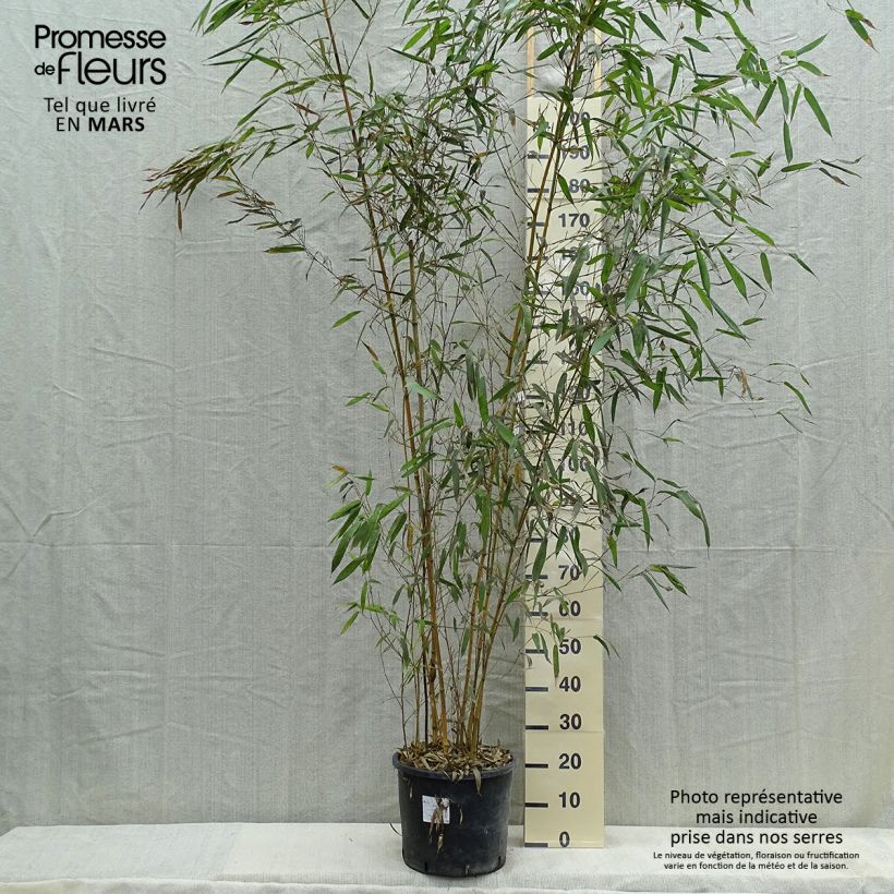 Example of Phyllostachys aureosulcata Spectabilis - Bambou moyen Pot de 7,5L/10L as you get in printemps