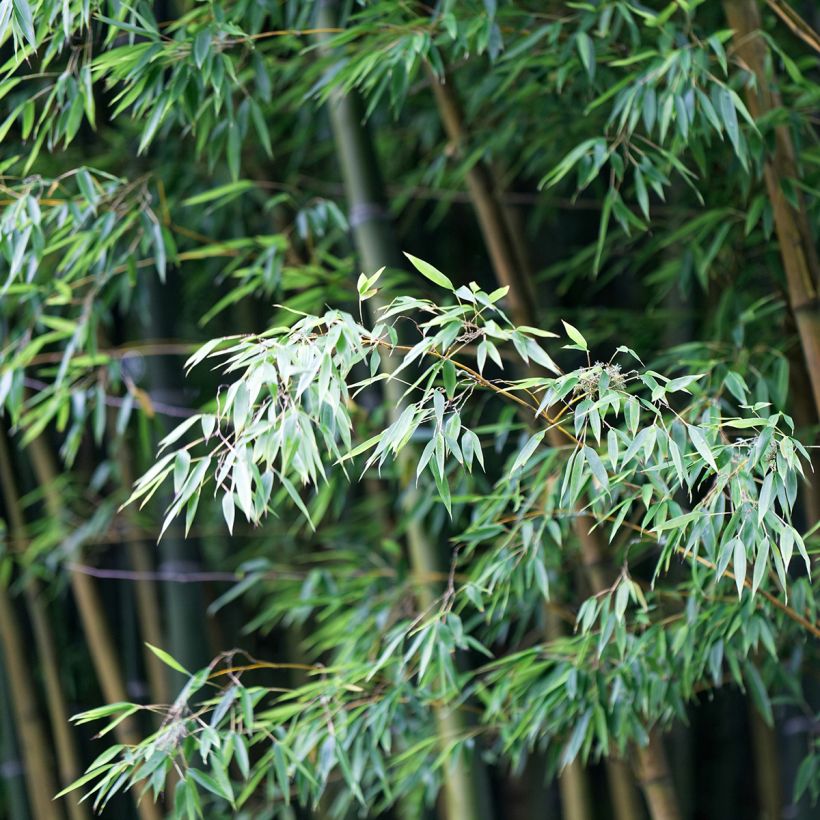 Phyllostachys edulis (= pubescens) - Bambou géant (Foliage)