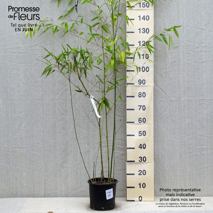 Spécimen de Phyllostachys glauca - Bambou moyen Pot de 4L/5L tel que livré en été