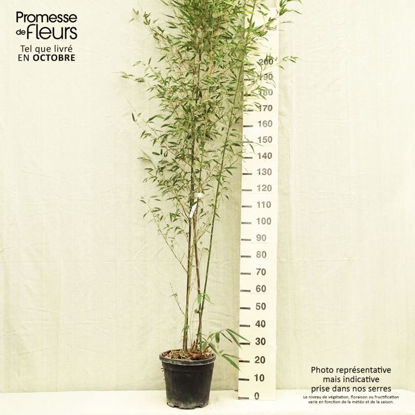 Spécimen de Phyllostachys nigra Boryana - Bambou géant Pot de 12L/15L tel que livré en automne