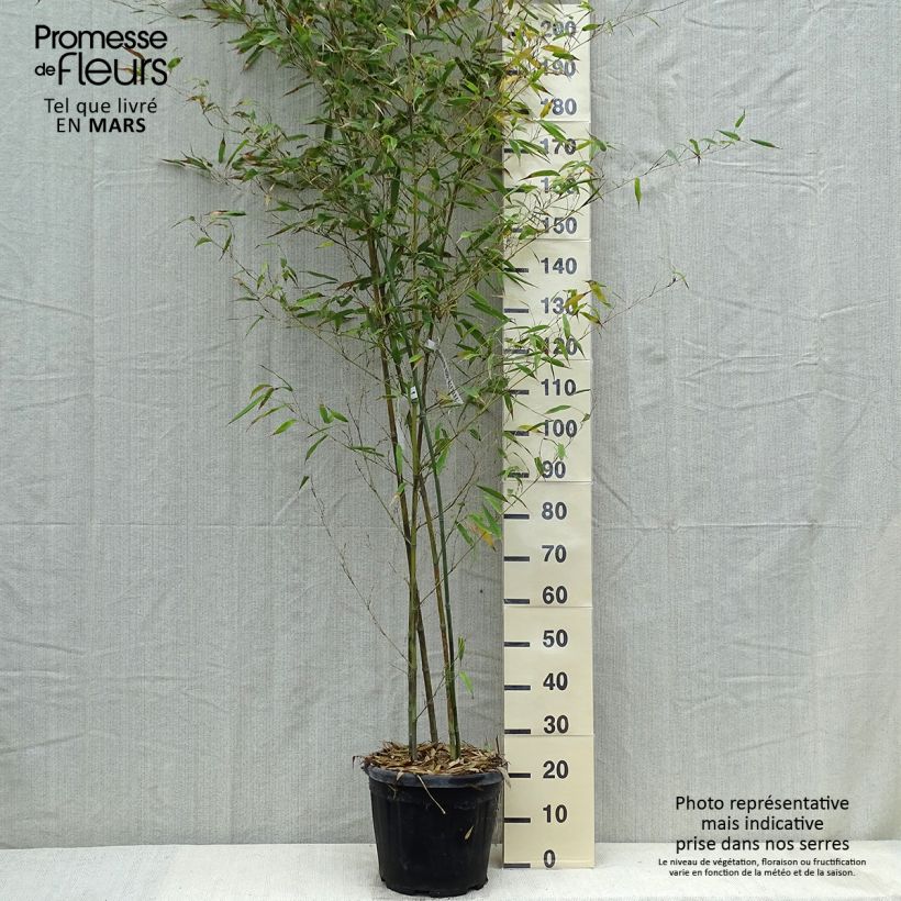 Example of Phyllostachys nigra Boryana - Bambou géant Pot de 12L/15L as you get in printemps