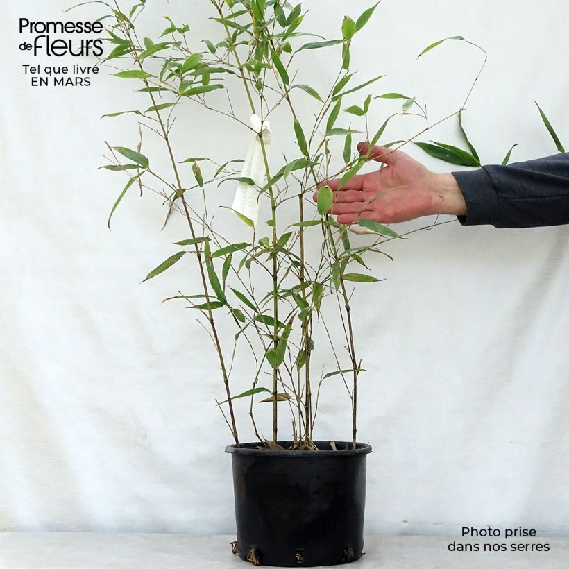 Example of Phyllostachys nigra Henonis - Bambou géant Pot de 4L/5L as you get in printemps