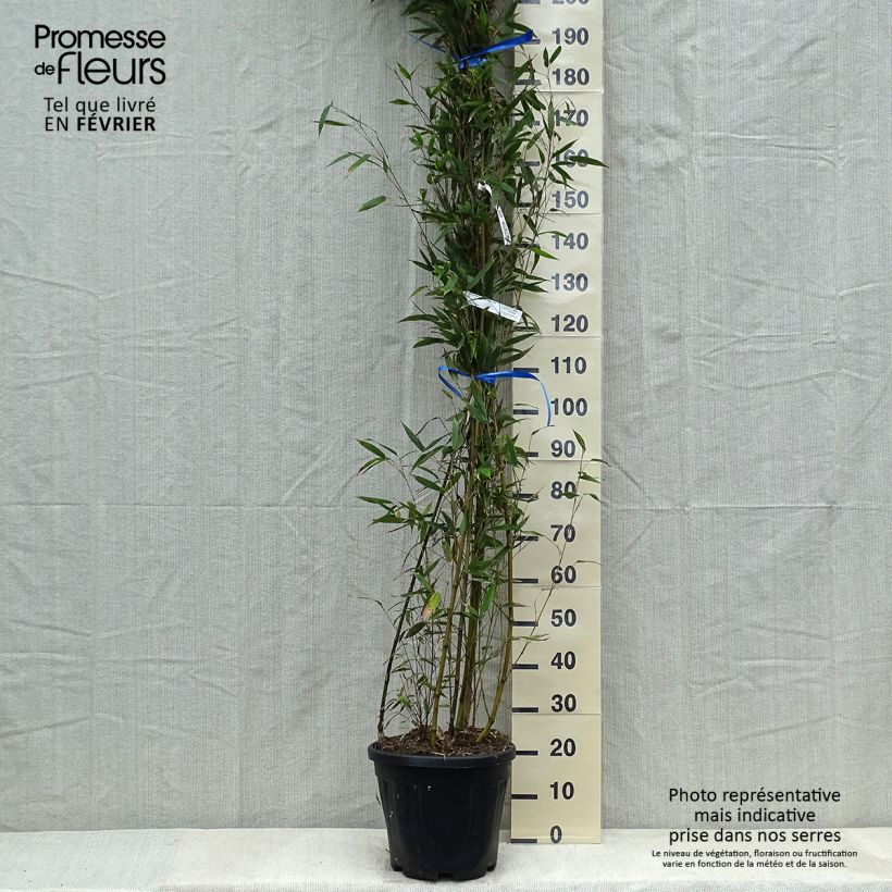 Example of Phyllostachys nigra Megurochiku - Bambou géant Pot de 12L/15L as you get in hiver