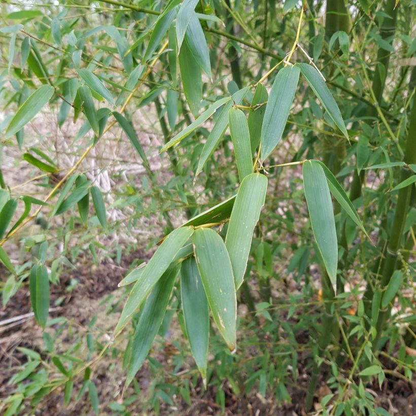 Phyllostachys parvifolia - Bambou géant (Foliage)