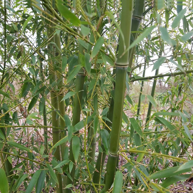 Phyllostachys parvifolia - Bambou géant (Plant habit)
