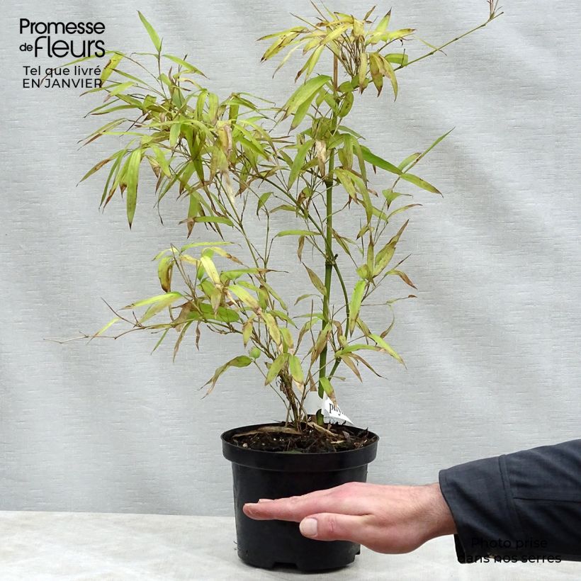 Example of Phyllostachys parvifolia - Bambou géant Pot de 4L/5L as you get in hiver