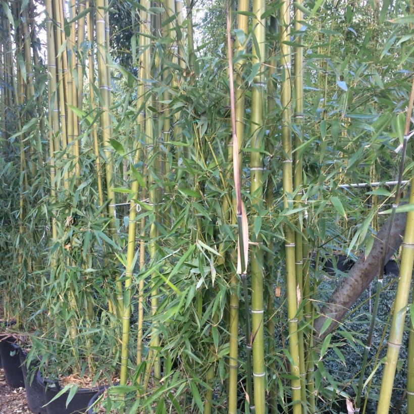 Phyllostachys viridiglaucescens - Bambou géant (Foliage)