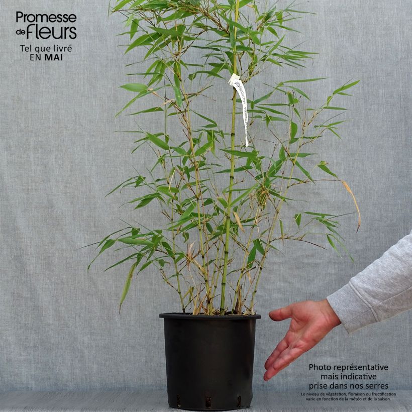Example of Phyllostachys viridiglaucescens - Bambou géant Pot de 4L/5L as you get in printemps