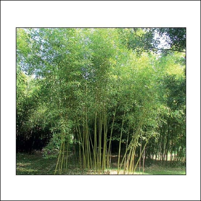Phyllostachys viridis Sulphurea - Bambou (Plant habit)