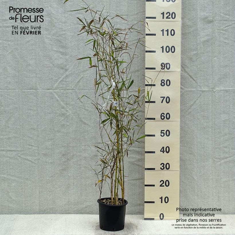 Example of Phyllostachys viridis Sulphurea - Bambou Pot de 2L/3L as you get in hiver