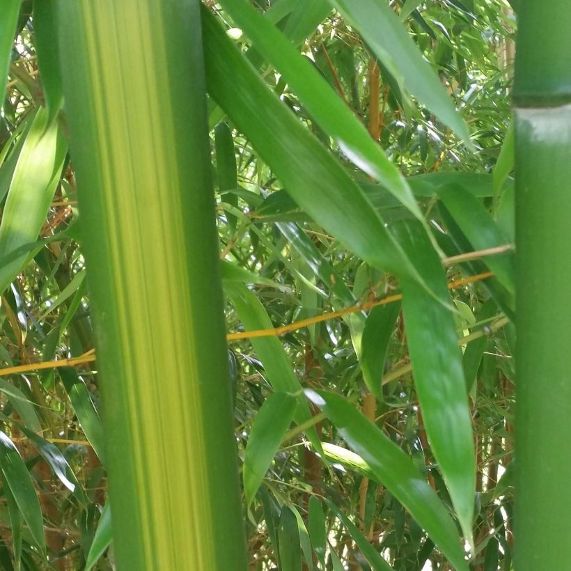 Phyllostachys vivax Huangwenzhu - Bambou géant (Foliage)
