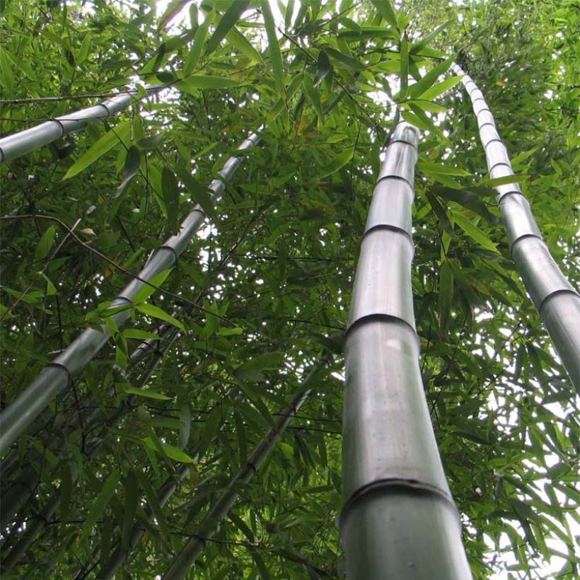 Phyllostachys vivax Huangwenzhu - Bambou géant (Plant habit)