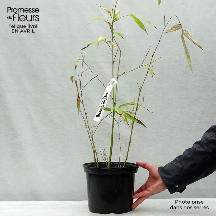 Example of Phyllostachys vivax Huangwenzhu - Bambou géant Pot de 4L/5L as you get in printemps