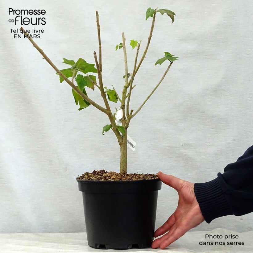 Example of Phymosia umbellata  Pot de 4L/5L as you get in printemps