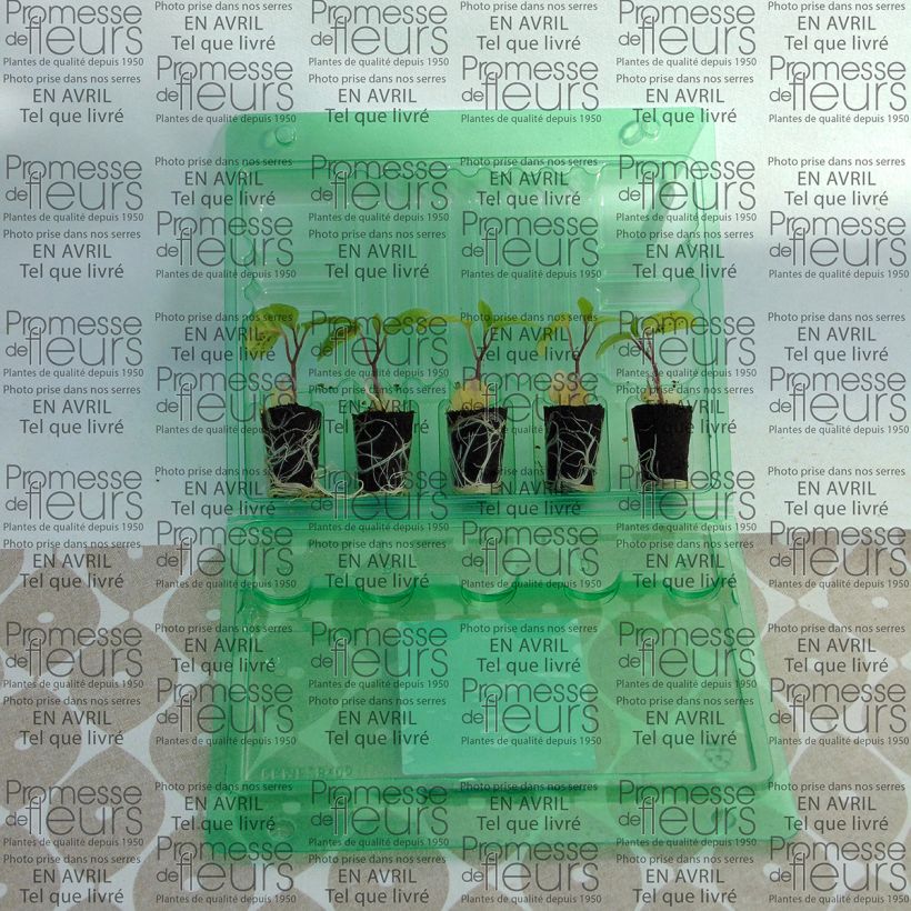 Example of Physalis Goldita en plants Mini-motte Ø 3/4 cm, Livré en hauteur de 5 à 10 cm as you get