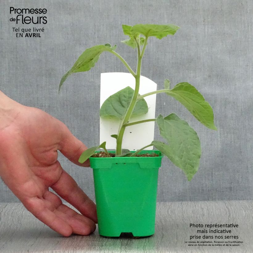 Example of Physalis Goldita en plants Pot de 10 cm/11cm as you get in printemps