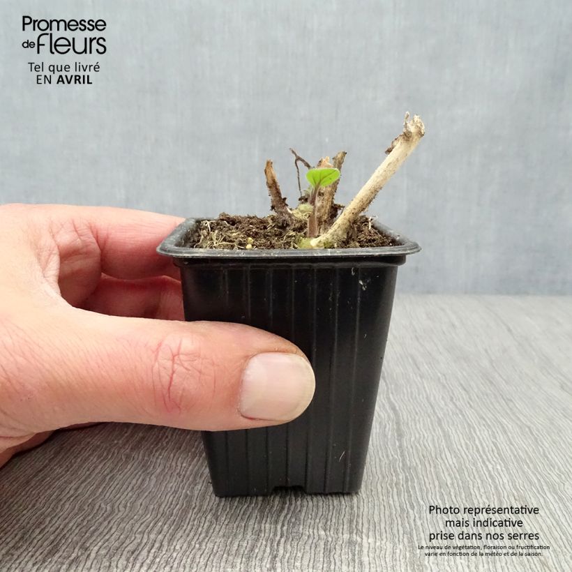 Spécimen de Physalis peruviana BIO en godet - Coqueret du Pérou Godet de 7/8 cm tel que livré au printemps