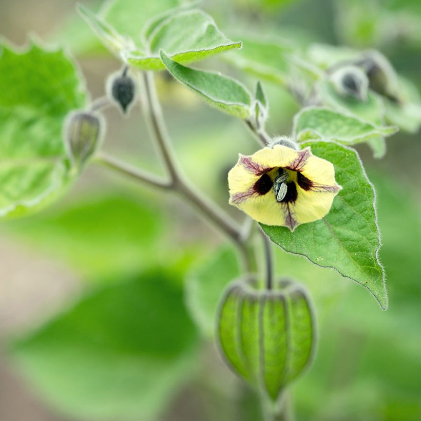 Physalis peruviana - Coqueret du Pérou (Flowering)