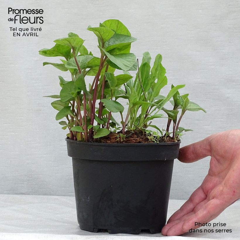 Example of Amour en cage - Physalis franchetii Pot de 2L/3L as you get in printemps