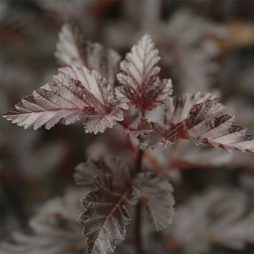 Physocarpus Midnight - Physocarpe à feuille d'obier (Foliage)