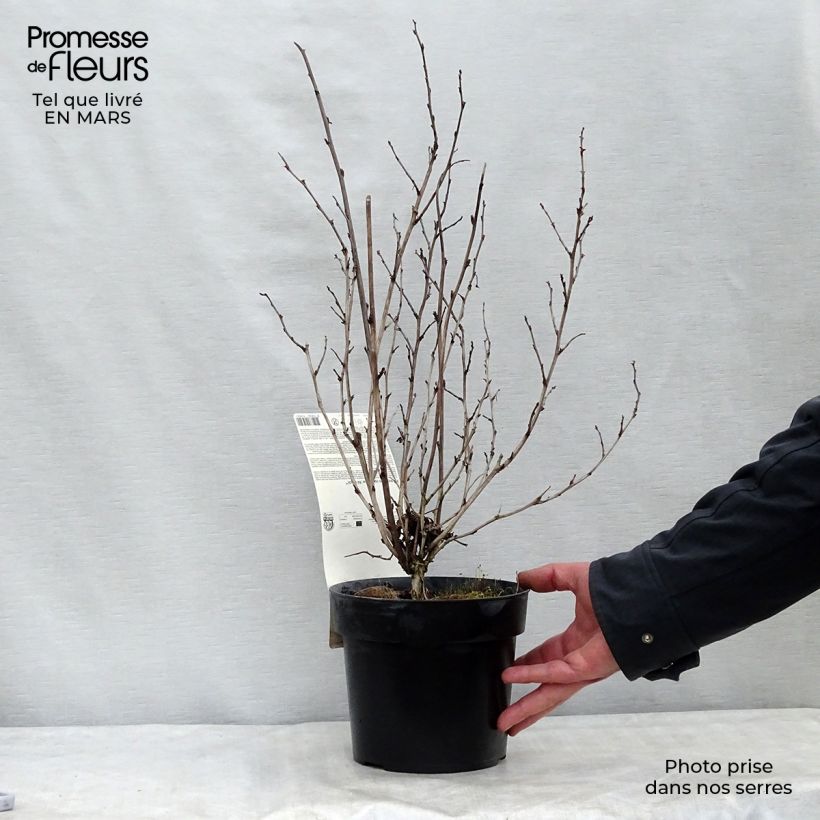 Example of Physocarpe à feuilles d'Obier - Physocarpus opulifolius Rubella Pot de 2L/3L as you get in printemps