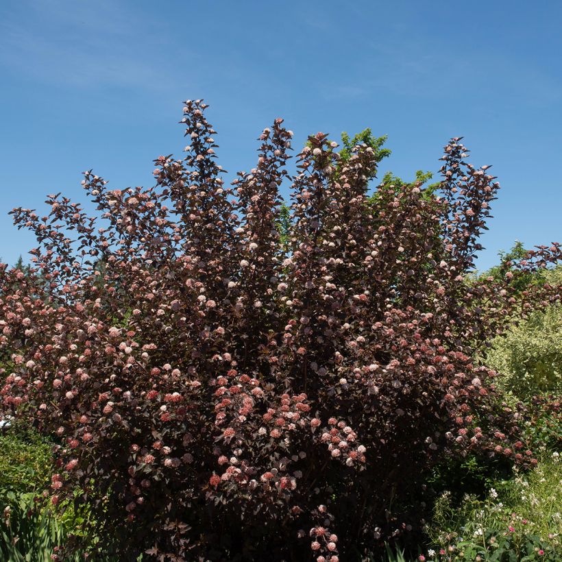 Physocarpus opulifolius Diable D'Or - Physocarpe à feuilles cuivre (Port)