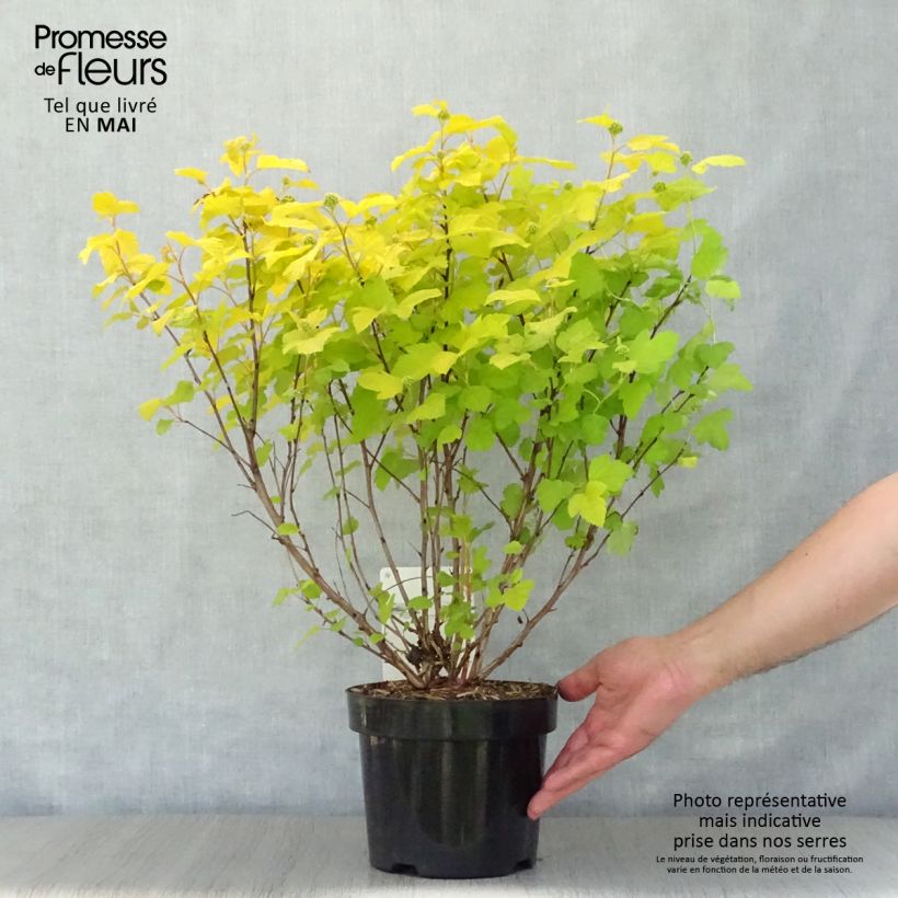 Example of Physocarpus Dart s Gold - Physocarpe Pot de 3L/4L as you get in printemps