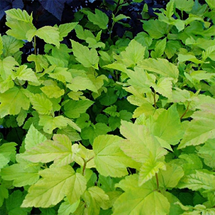 Physocarpus Dart s Gold - Physocarpe (Foliage)