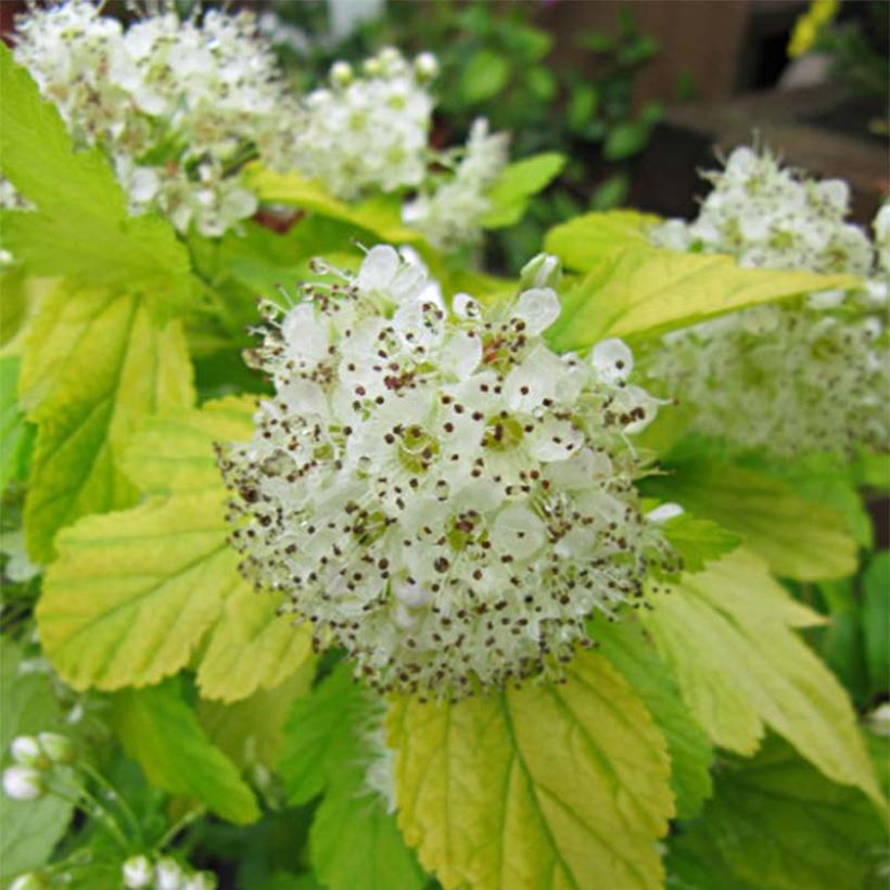 Physocarpus Dart s Gold - Physocarpe (Flowering)