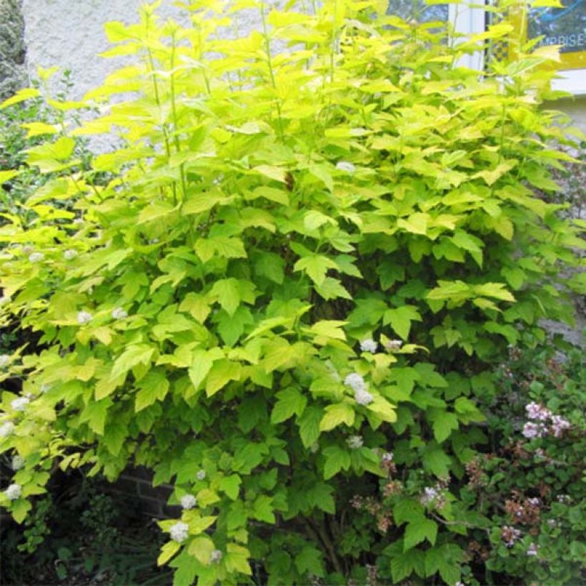 Physocarpus Dart s Gold - Physocarpe (Plant habit)