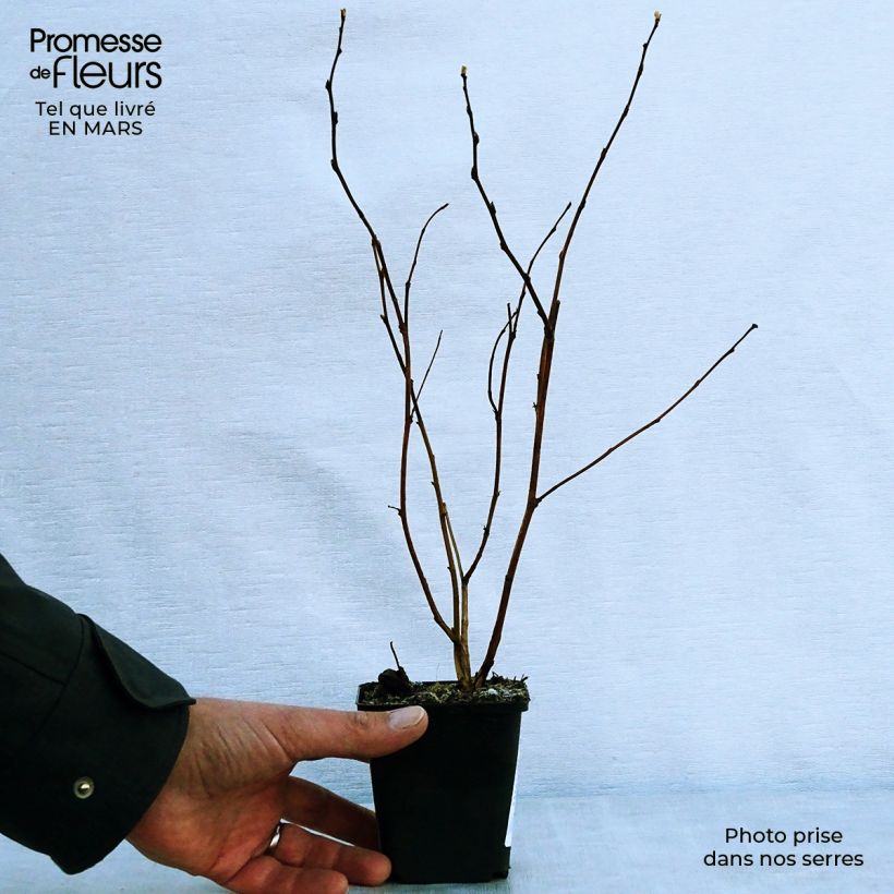 Example of Physocarpus Dart s Gold - Physocarpe Godet de 8/9 cm as you get in printemps