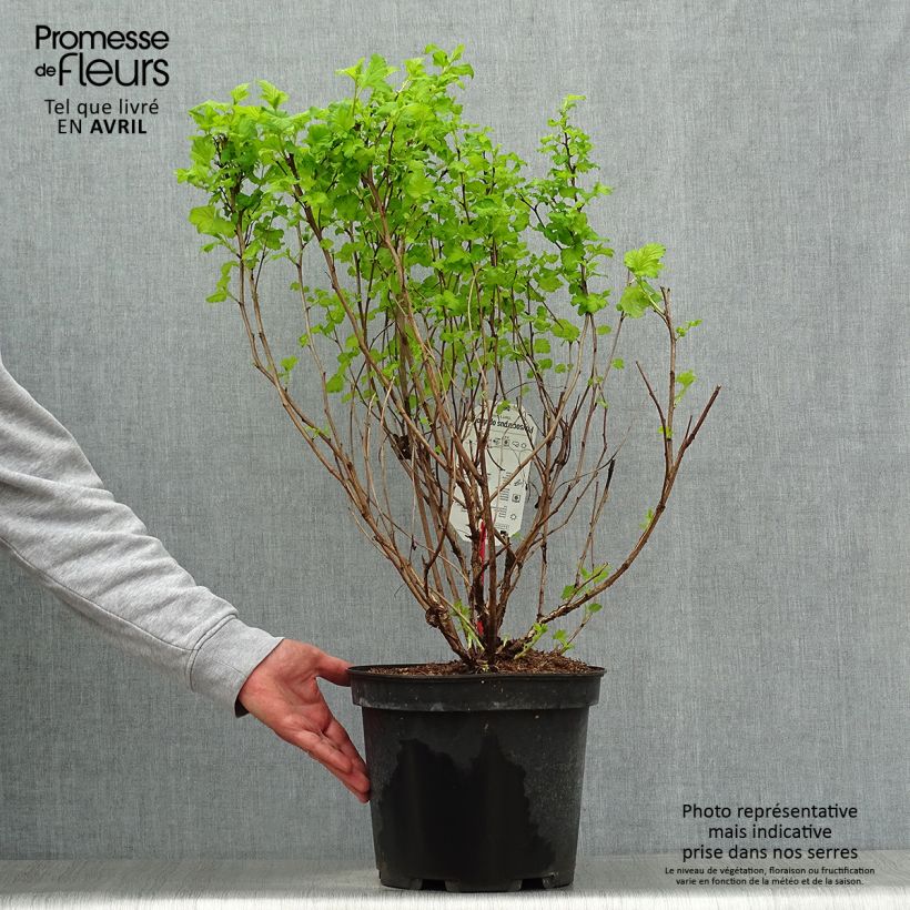 Example of Physocarpus Dart s Gold - Physocarpe Pot de 6L/7L as you get in printemps