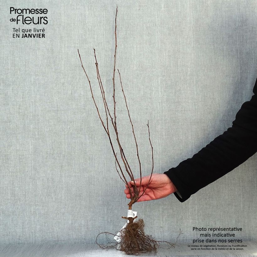 Example of Physocarpus Dart s Gold - Physocarpe Racines nues as you get in hiver