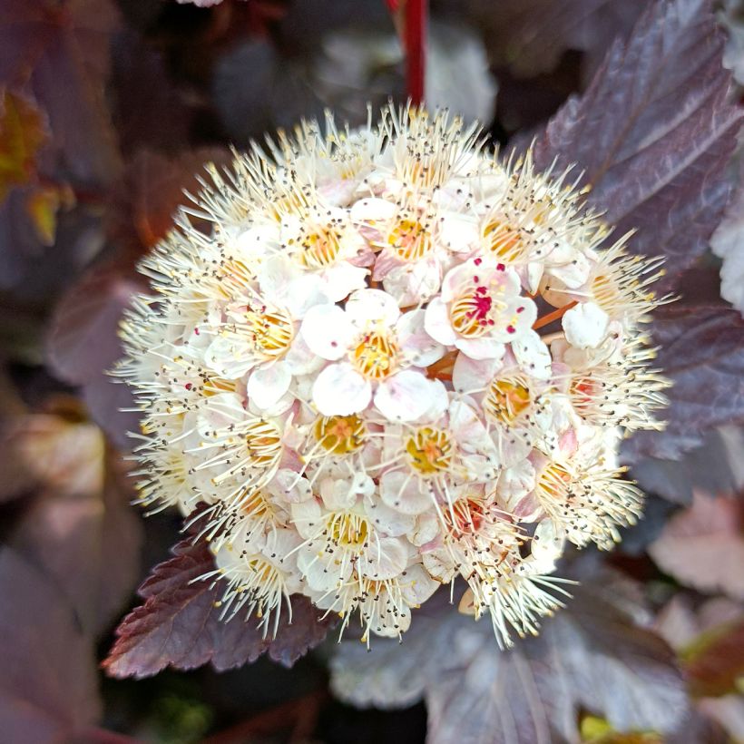 Physocarpus opulifolius Diabolo - Physocarpe à feuilles pourpres (Flowering)