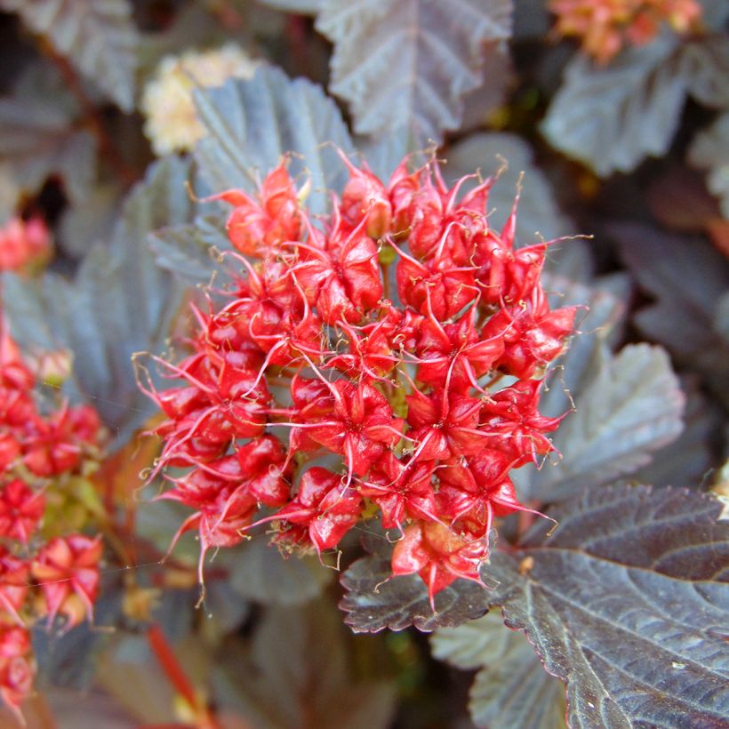 Physocarpus opulifolius Lady in Red - Physocarpe à feuillage pourpre (Harvest)