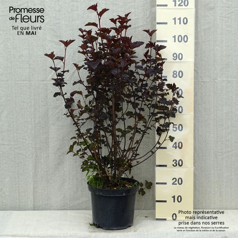 Example of Physocarpus Midnight - Physocarpe à feuille d'obier Pot de 7,5L/10L as you get in printemps