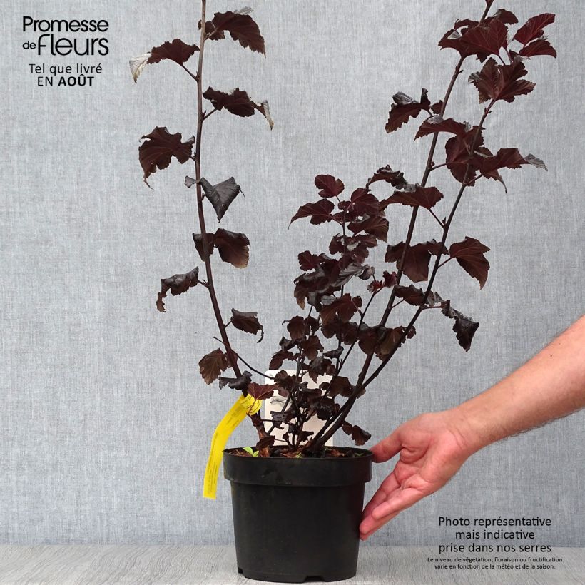 Spécimen de Physocarpus Midnight - Physocarpe à feuille d'obier Pot de 3L/4L tel que livré en été