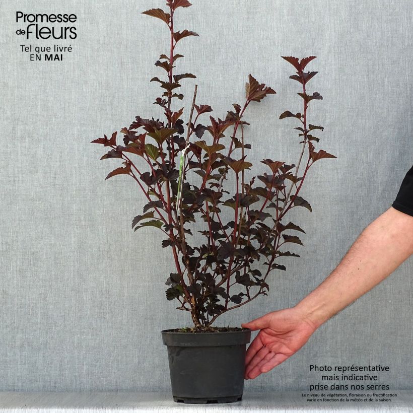 Example of Physocarpus Midnight - Physocarpe à feuille d'obier Pot de 3L/4L as you get in printemps