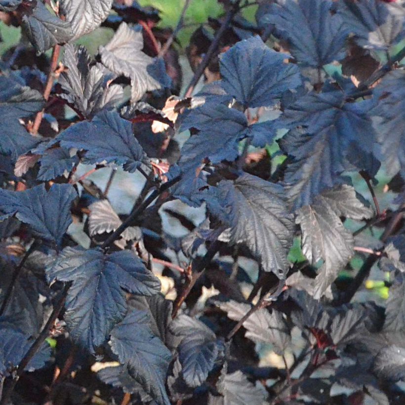 Physocarpus opulifolius All Black - Physocarpe noir (Foliage)
