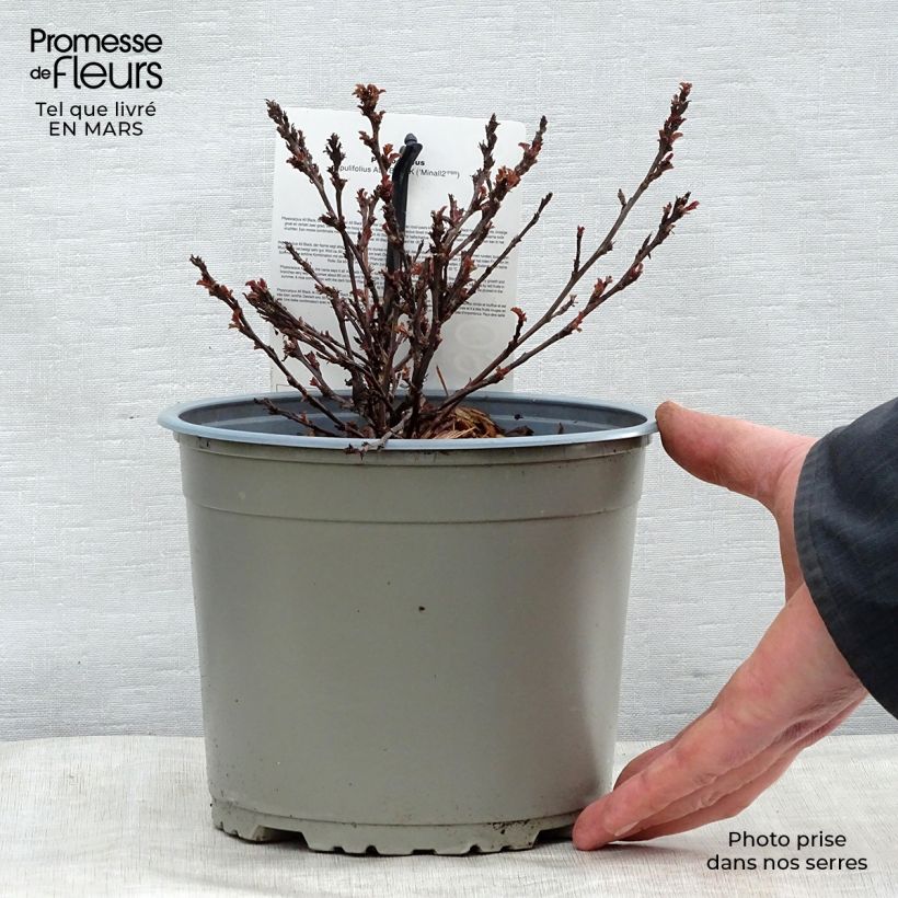 Example of Physocarpus opulifolius All Black - Physocarpe noir Pot de 3L/4L as you get in printemps