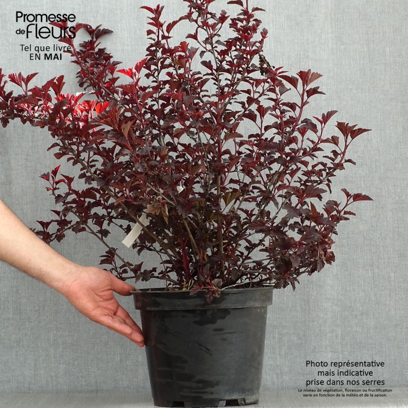 Example of Physocarpus opulifolius All Black - Physocarpe noir Pot de 7,5L/10L as you get in printemps
