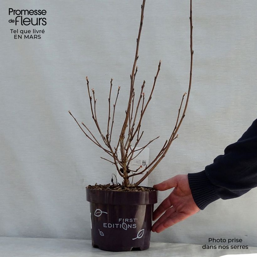 Example of Physocarpus opulifolius Amber Jubilee Pot de 3L/4L as you get in printemps